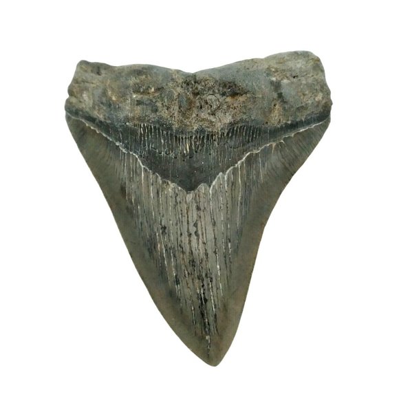 Prehistoric Otodus Megalodon Fossilized Shark Tooth Massive Top Quality Specimen - Picture 3 of 9